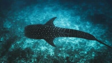 Tech4Nature Maldives Empowers Whale Shark Protection with Innovation 7 Tech4Nature Maldives uses digital tools to protect whale sharks and support eco-tourism.