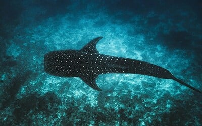 Tech4Nature Maldives Empowers Whale Shark Protection with Innovation 1 Tech4Nature Maldives uses digital tools to protect whale sharks and support eco-tourism.